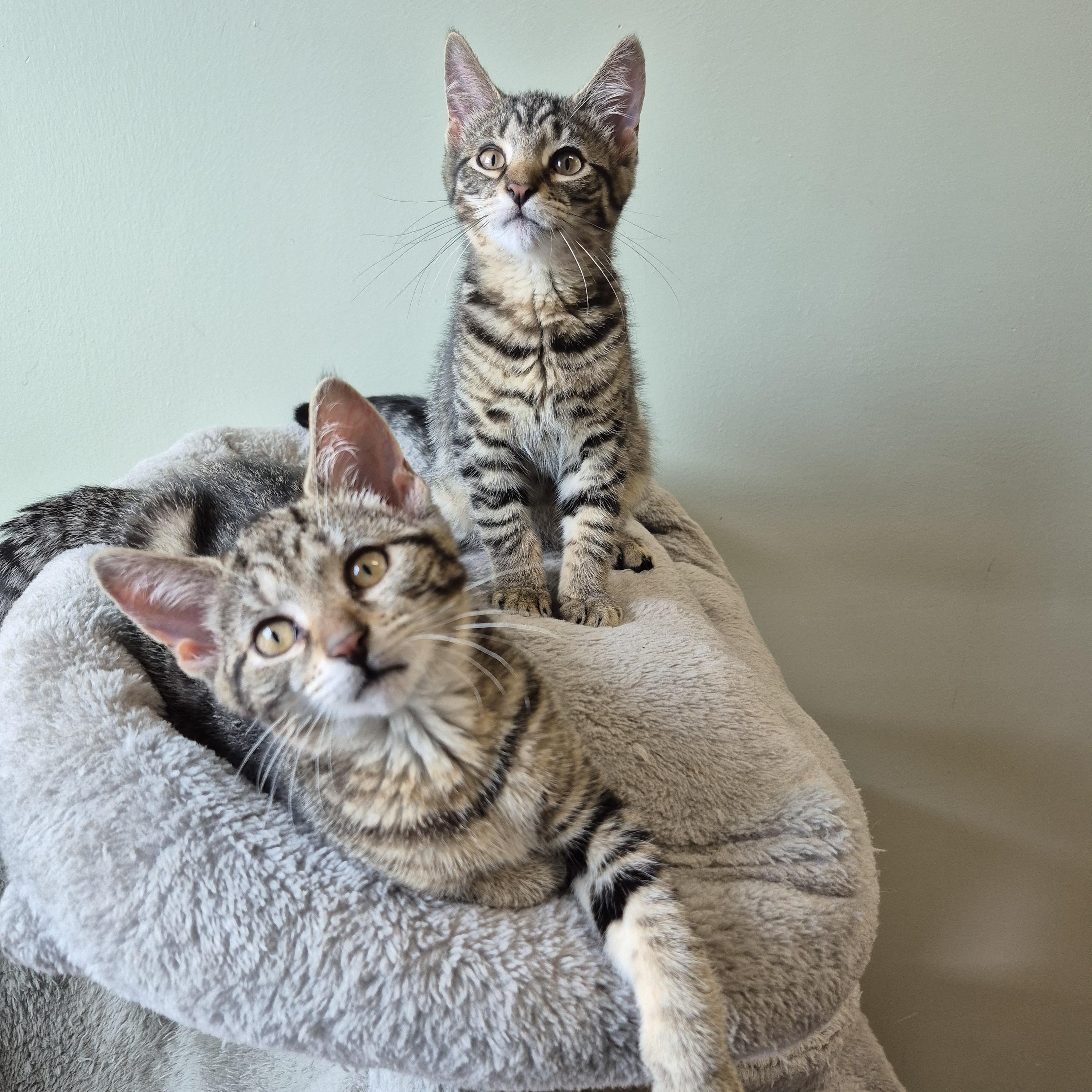 Finch, a Adoptable Domestic Short Hair in Tioga, PA image 4/6