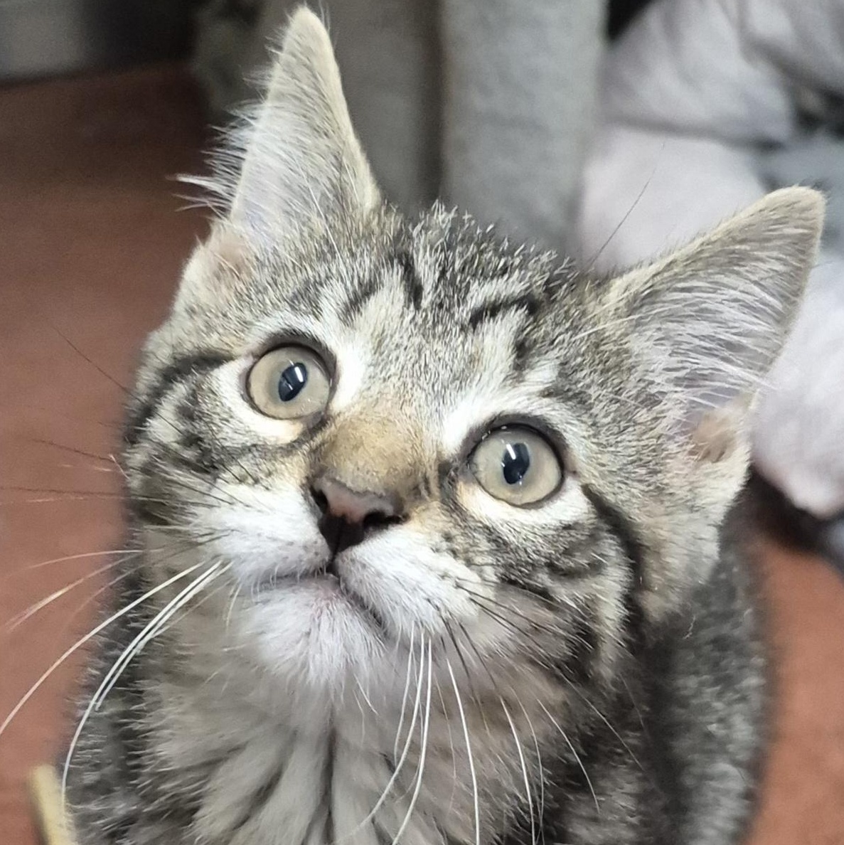 Finch, a Adoptable Domestic Short Hair in Tioga, PA image 5/6