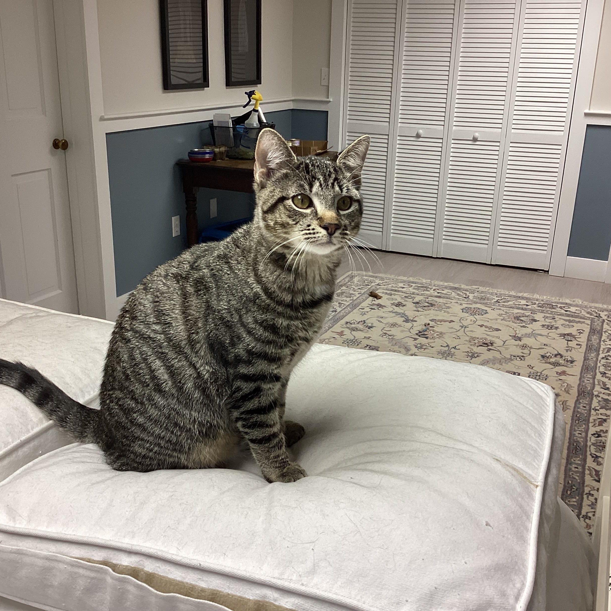 Enlarge Bonnie + Clyde (bonded pair), a Adoptable mixed breed in Wells, ME image 2/4