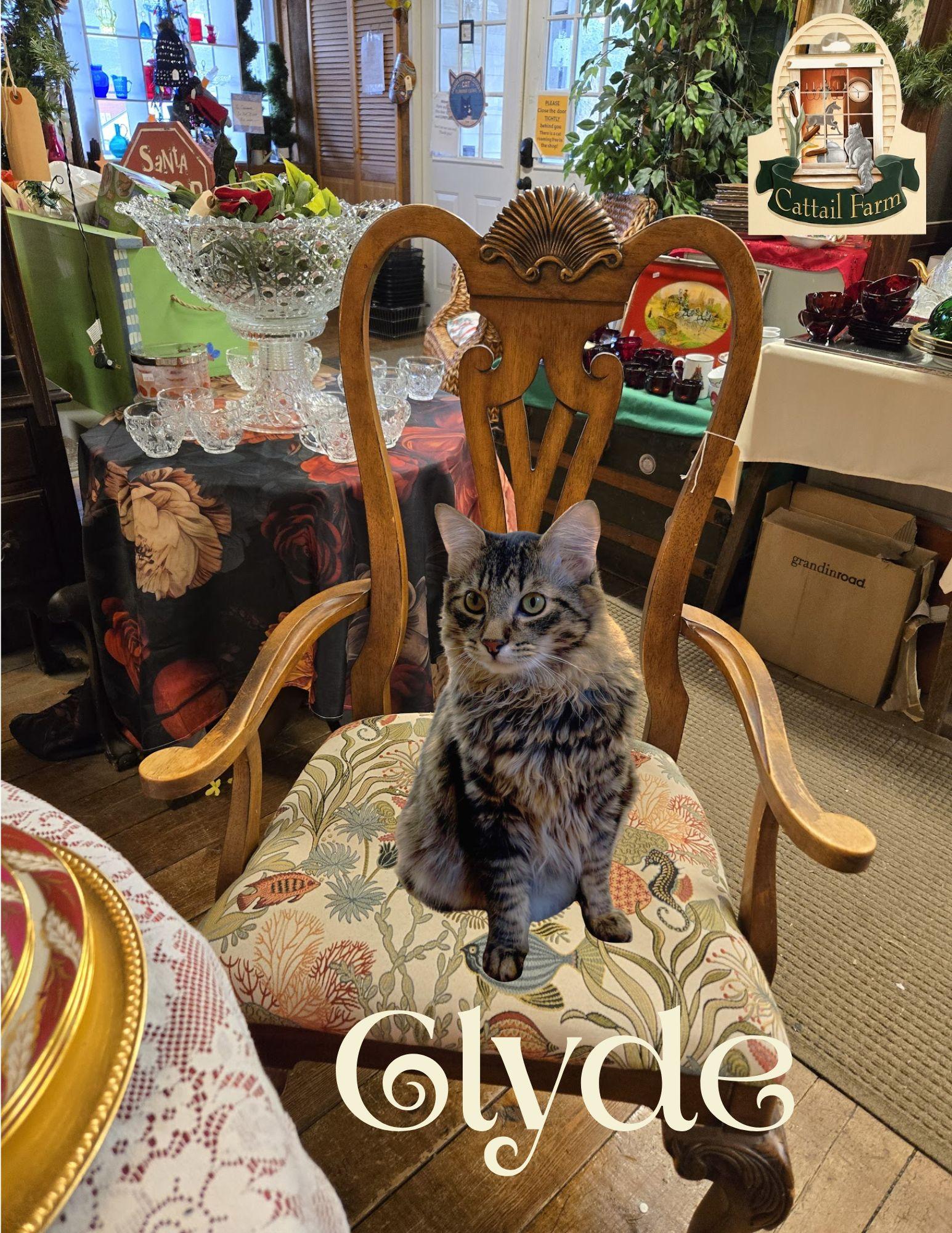 Enlarge Bonnie + Clyde (bonded pair), a Adoptable mixed breed in Wells, ME image 4/4