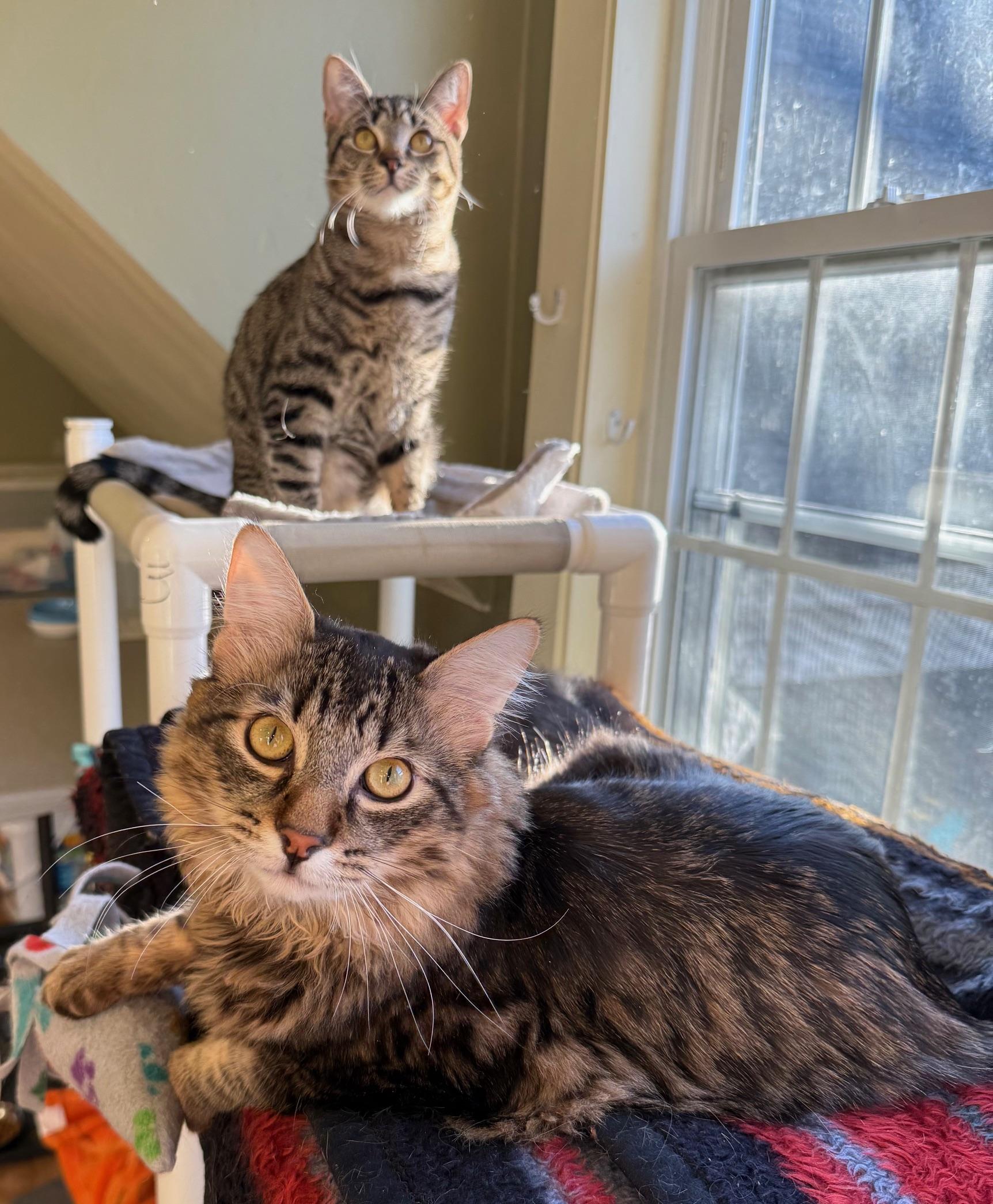Bonnie + Clyde (bonded pair), Adoptable, Young Female Domestic Medium Hair & Domestic Short Hair.