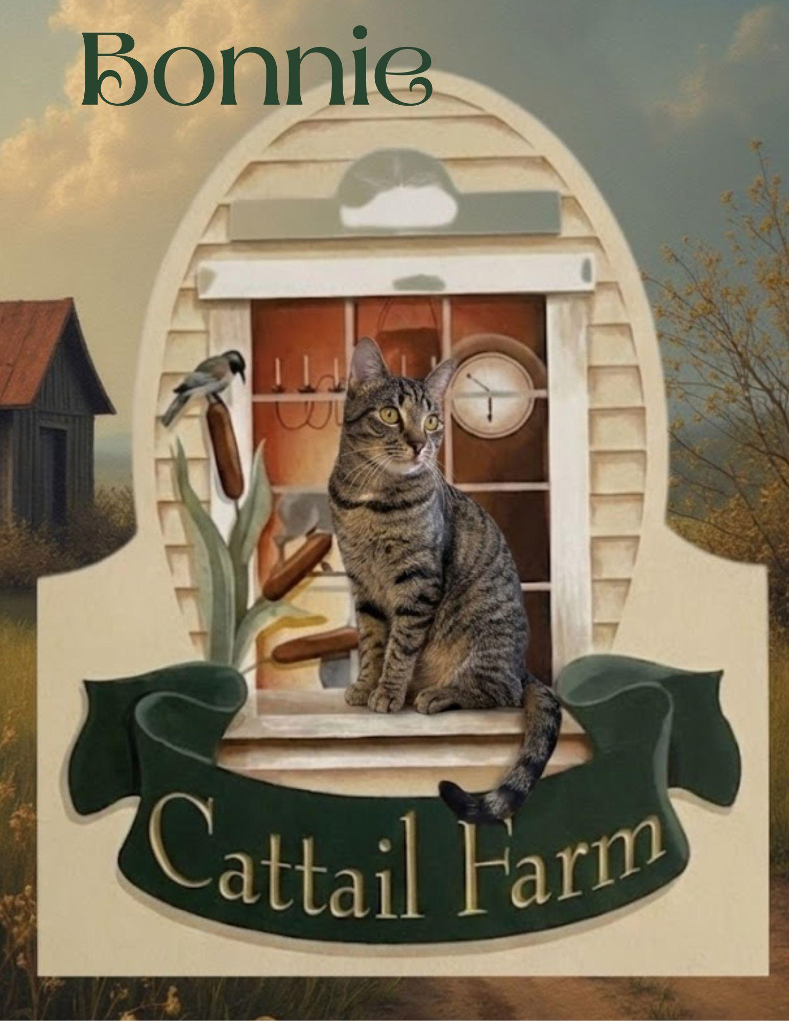 Enlarge Bonnie + Clyde (bonded pair), a Adoptable mixed breed in Wells, ME image 1/4