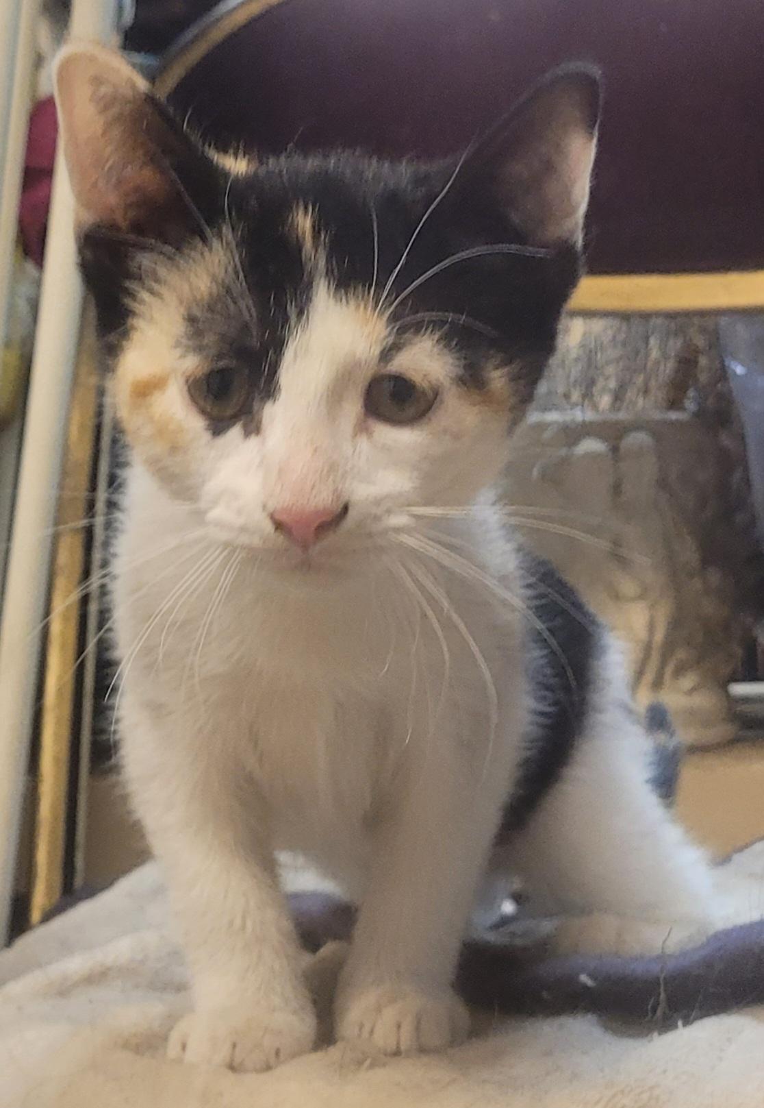 Enlarge Cleo, a Adopted Calico in Milltown, NJ image 1/3