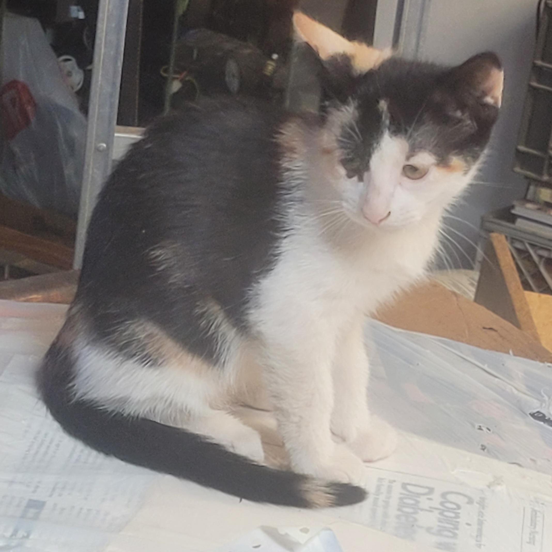 Enlarge Cleo, a Adopted Calico in Milltown, NJ image 3/3