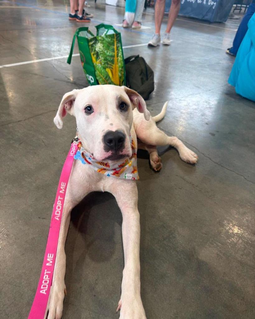 Almond, a Adoptable mixed breed in Lexington, KY image 1/5