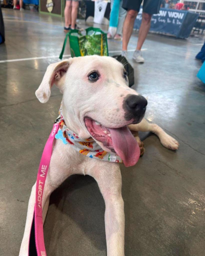 Almond, a Adoptable mixed breed in Lexington, KY image 2/5