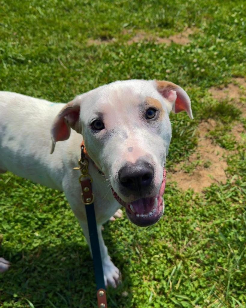 Almond, a Adoptable mixed breed in Lexington, KY image 3/5