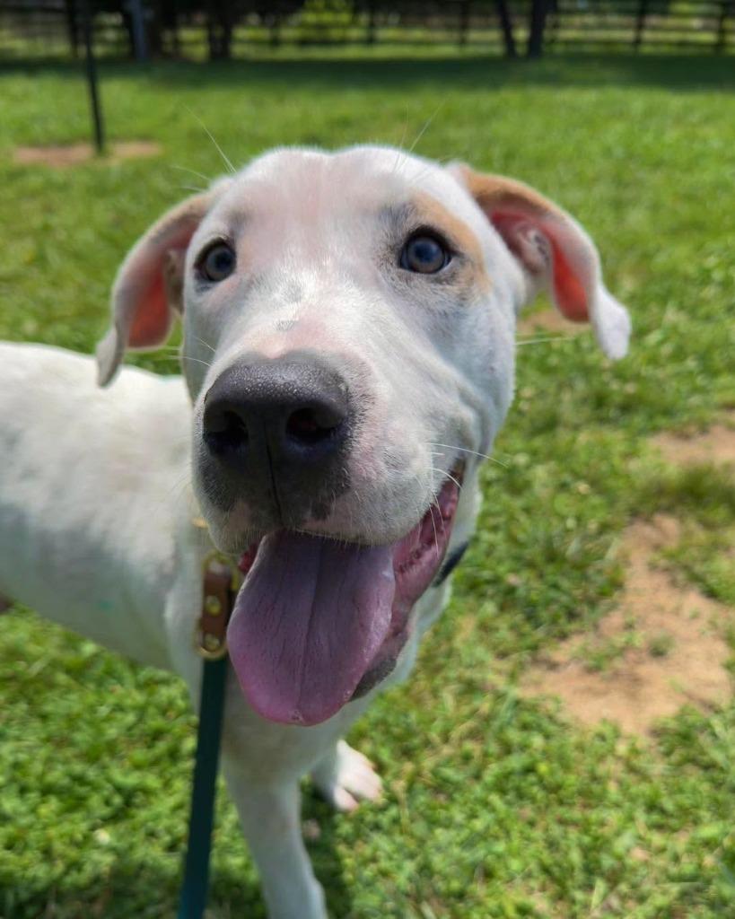Almond, a Adoptable mixed breed in Lexington, KY image 4/5