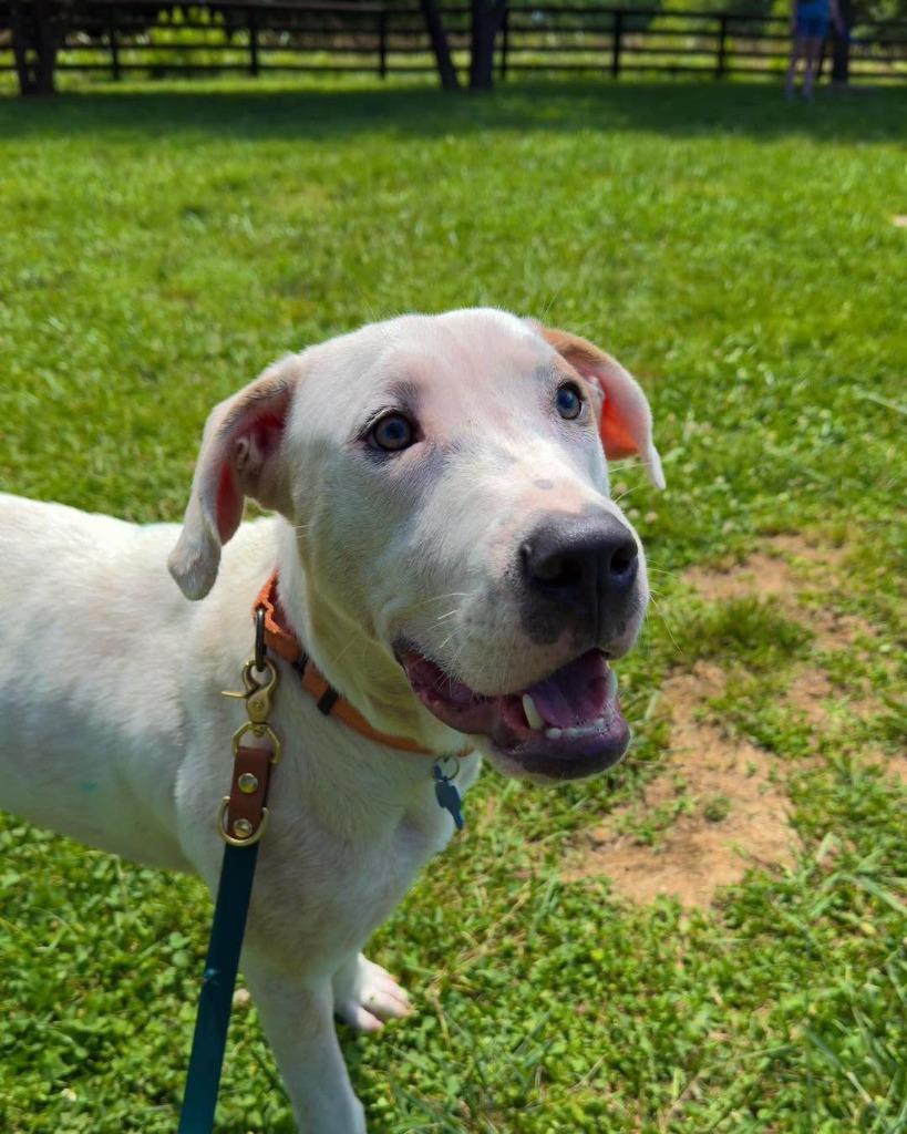 Almond, a Adoptable mixed breed in Lexington, KY image 5/5