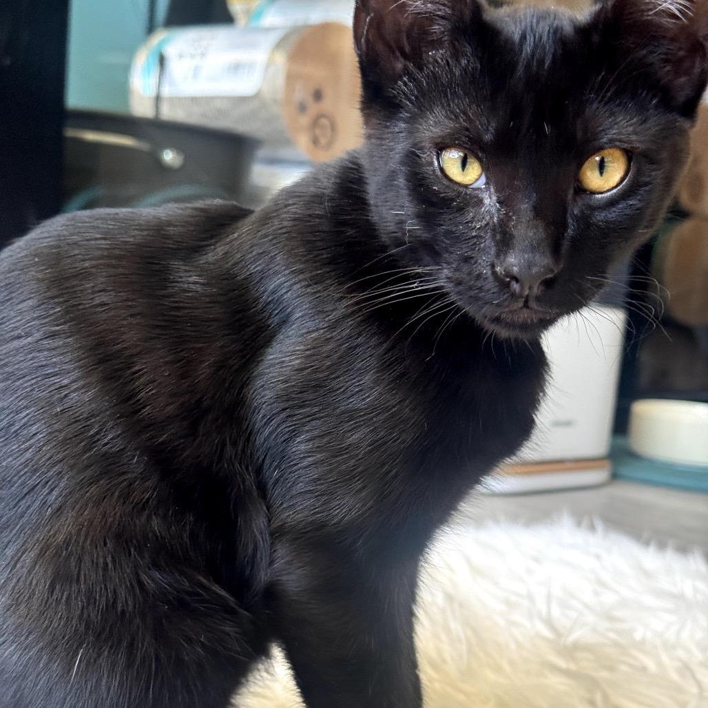 Mongo, Adoptable, Kitten Male Domestic Short Hair.