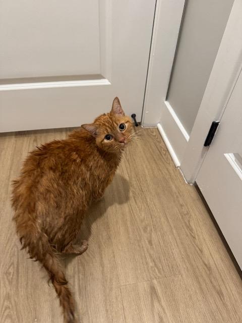 Simon, Adoptable, Senior Male Domestic Short Hair.
