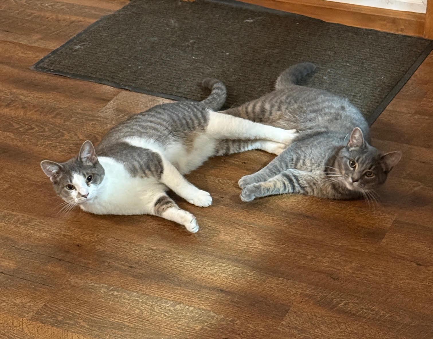 Enlarge Roo & Eloise, a Adopted Domestic Short Hair in Connersville, IN image 1/5