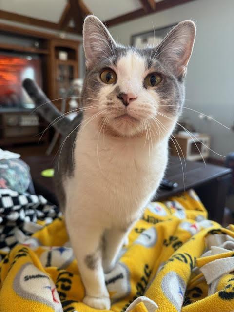 Enlarge Roo & Eloise, a Adopted Domestic Short Hair in Connersville, IN image 5/5