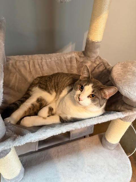 Enlarge Roo & Eloise, a Adopted Domestic Short Hair in Connersville, IN image 4/5