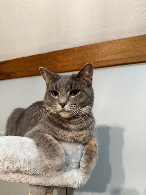 Enlarge Roo & Eloise, a Adopted Domestic Short Hair in Connersville, IN image 2/5