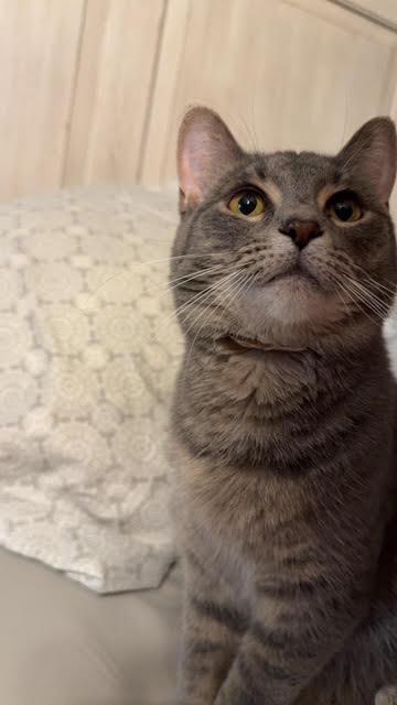 Enlarge Roo & Eloise, a Adopted Domestic Short Hair in Connersville, IN image 3/5