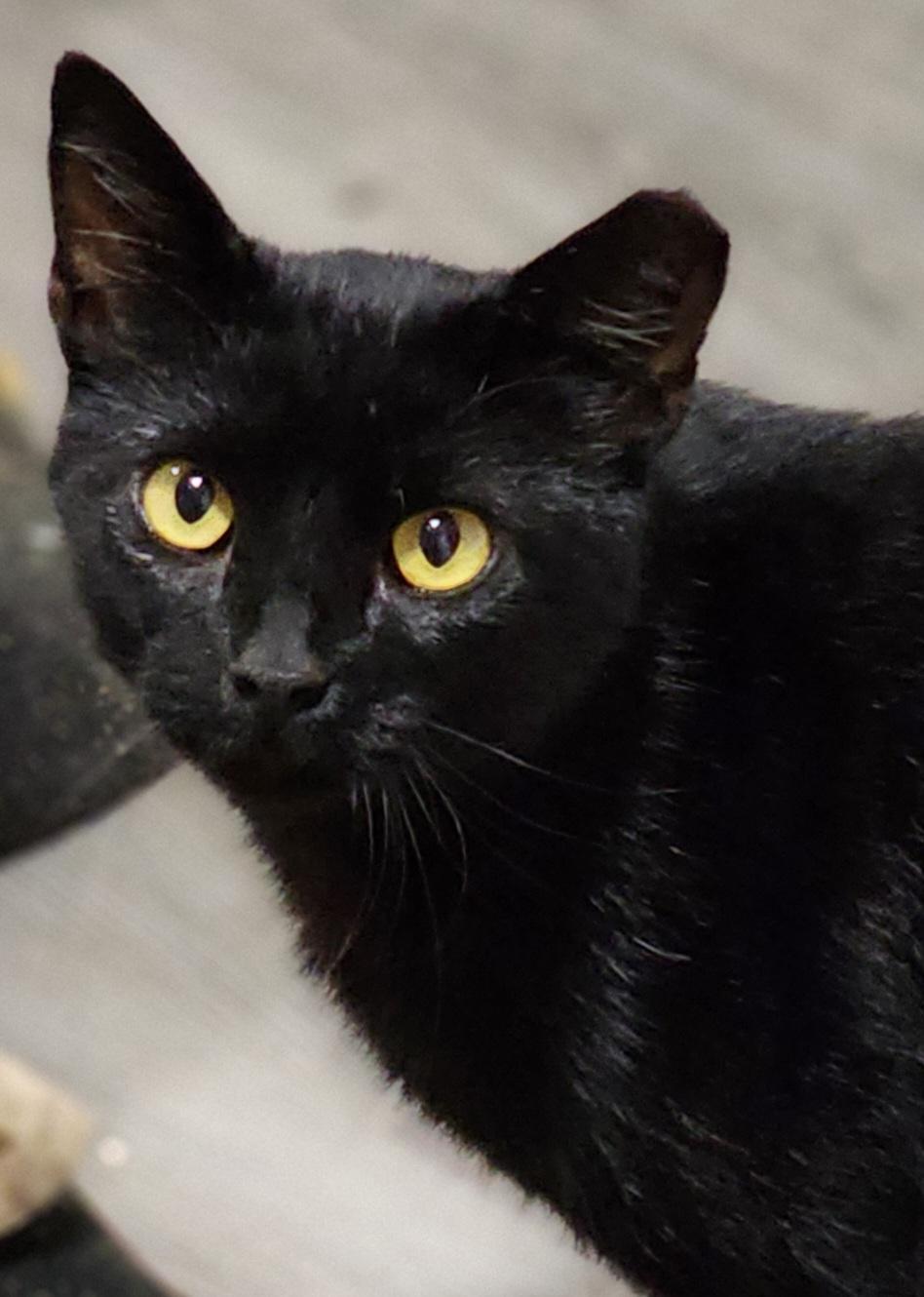 Enlarge Samuel L Jackson, an adoptable Domestic Short Hair in Bristol, TN image 5/5