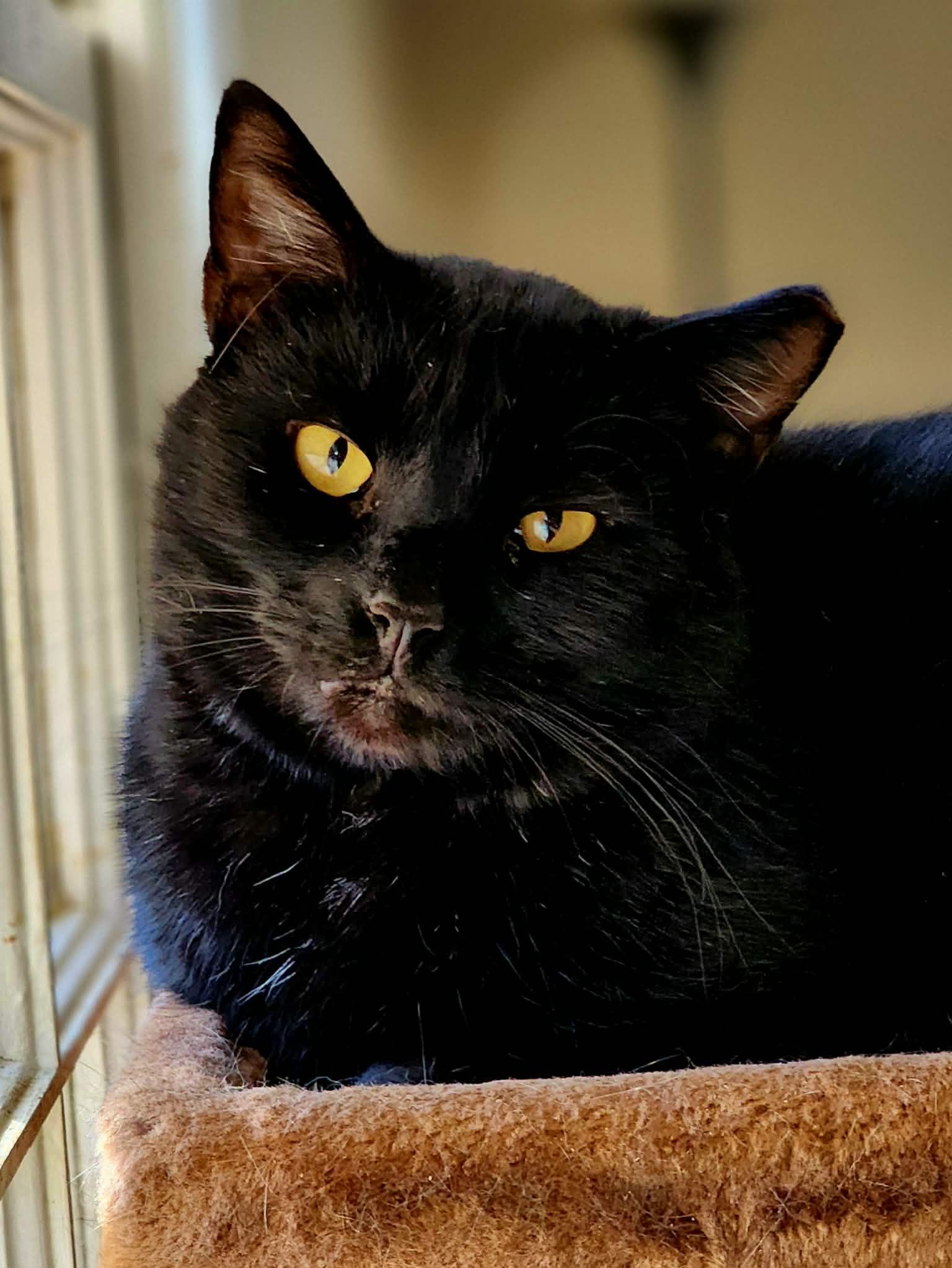 Samuel L Jackson, adoptable, Adult Male Domestic Short Hair.