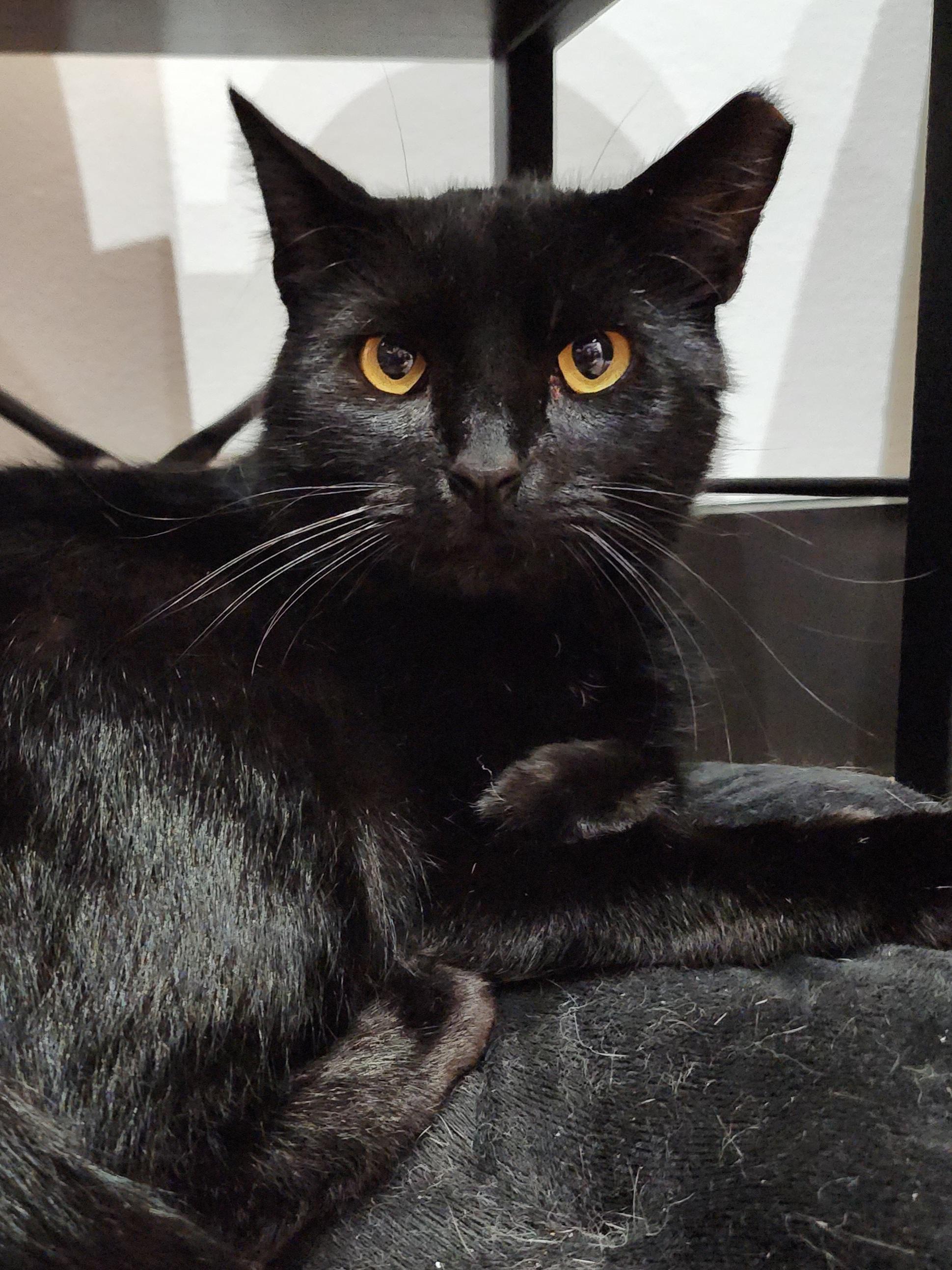 Enlarge Samuel L Jackson, an adoptable Domestic Short Hair in Bristol, TN image 3/5