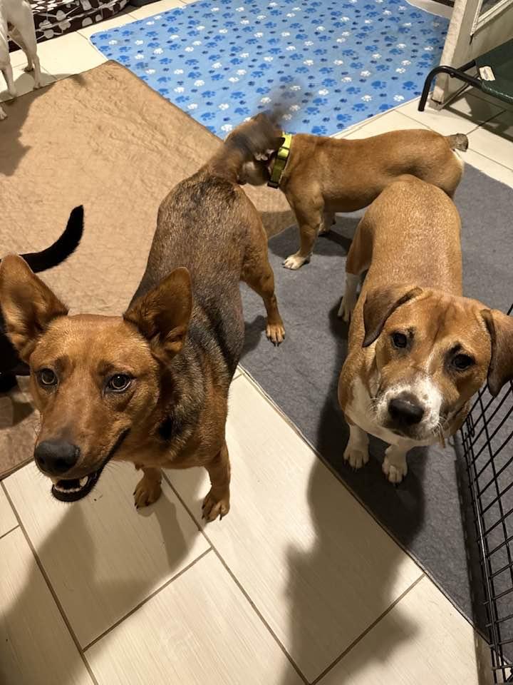 Noel, Adoptable, Adult Female Hound & Shepherd.