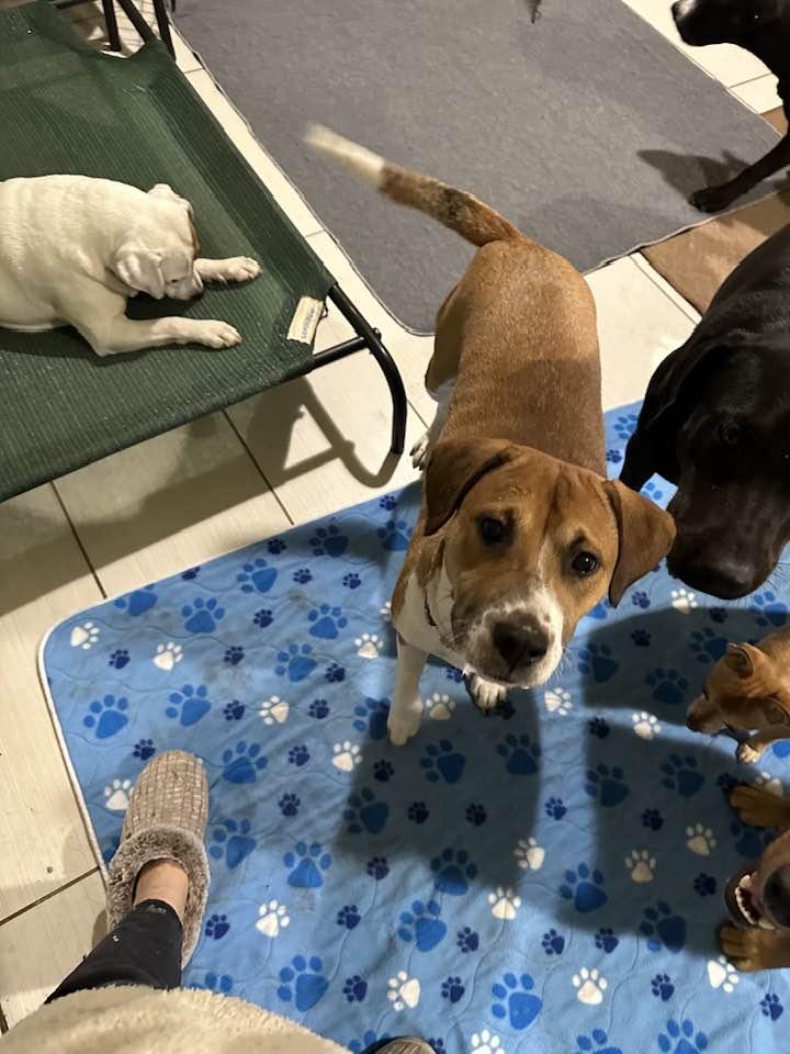 Enlarge Noel, a Adoptable mixed breed in Union Beach, NJ image 3/6