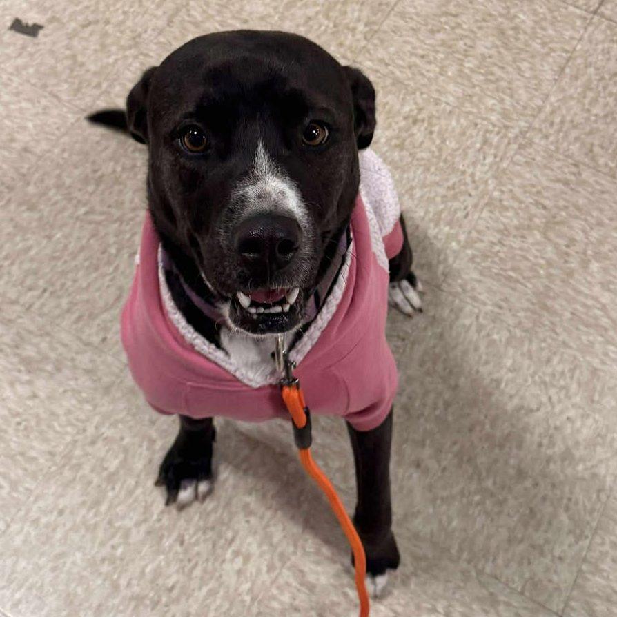 Pittunia, a ADOPTABLE mixed breed in Des Moines, IA image 1/2