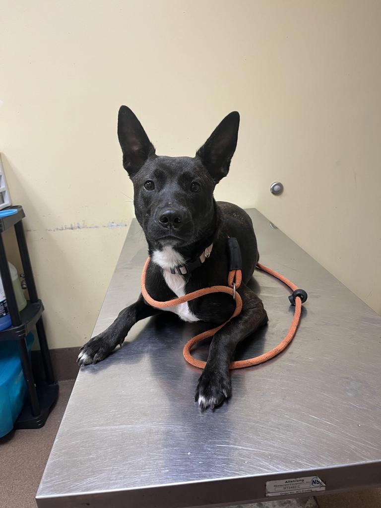 Magnolia, Adoptable, Young Female Mixed Breed.