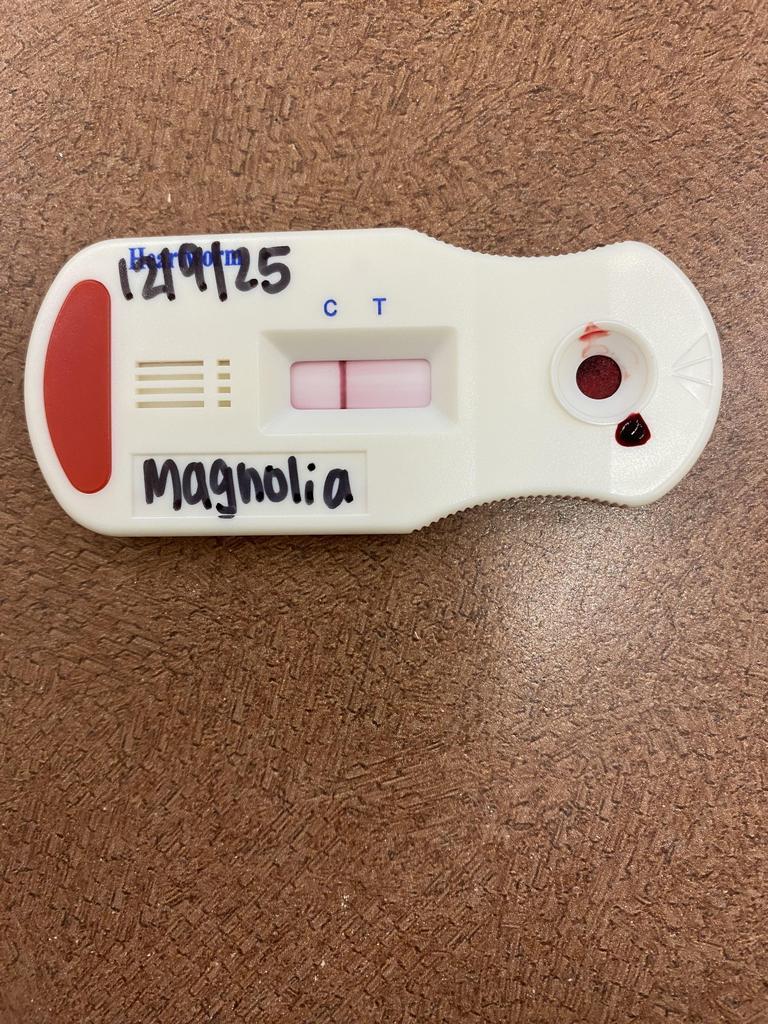 Enlarge Magnolia, a Adoptable mixed breed in Florence, SC image 2/4