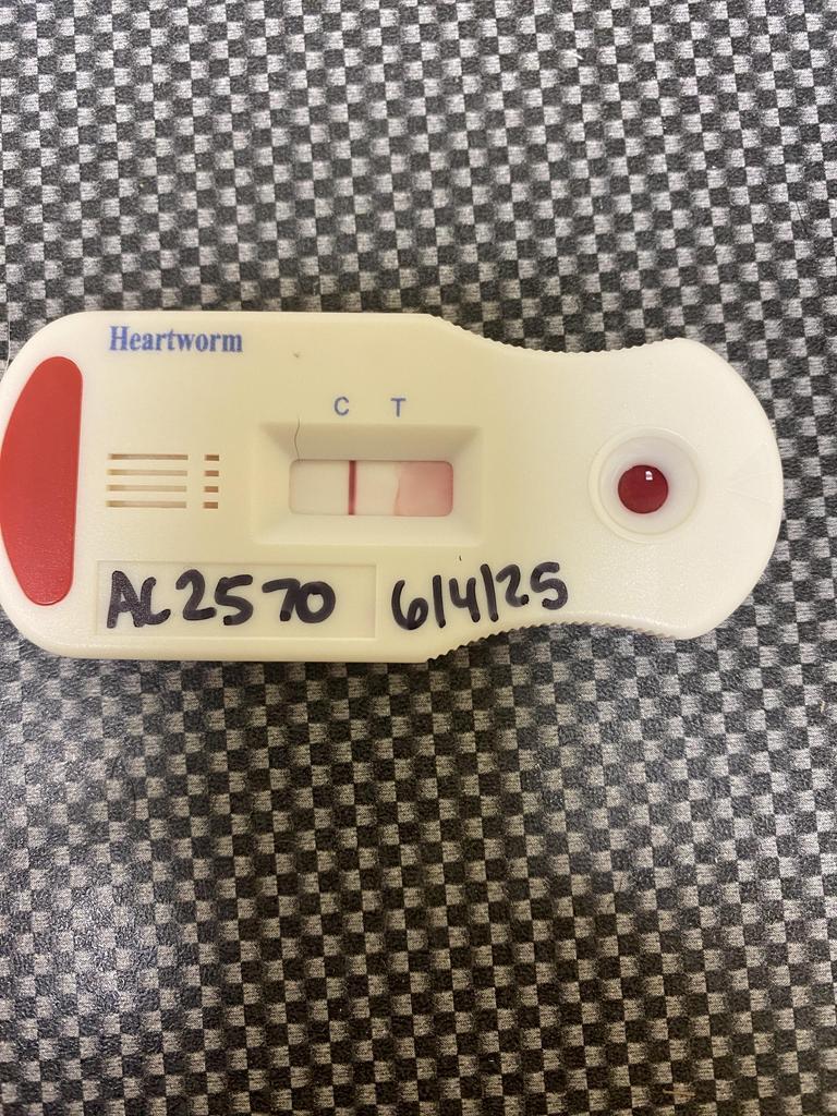 Enlarge Magnolia, a Adoptable mixed breed in Florence, SC image 4/4