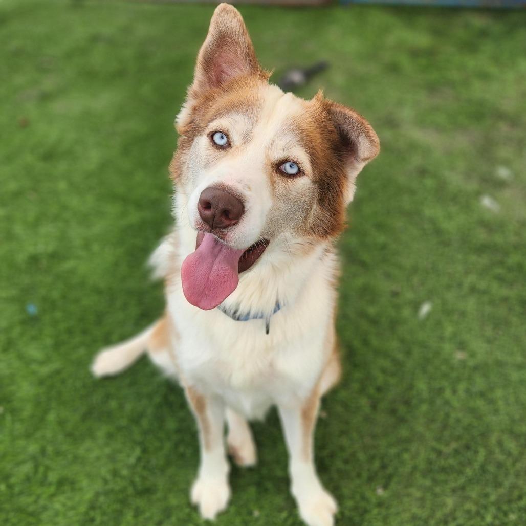 Duke, Adoptable, Adult Male Husky & Mixed Breed.