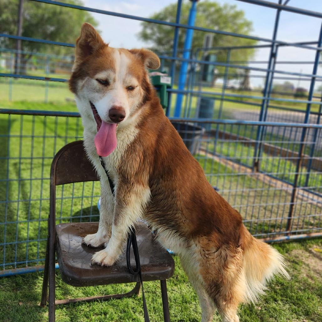 Enlarge Duke, a Adoptable mixed breed in Aspen, CO image 2/2