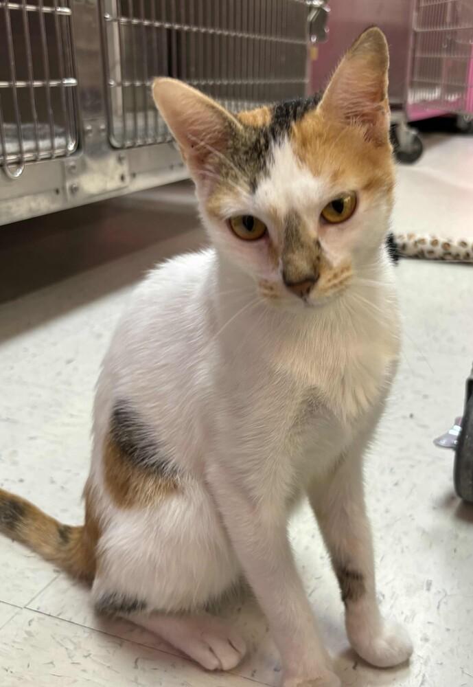 Enlarge Carmen, a Adoptable mixed breed in Grand Rapids, MI image 1/6