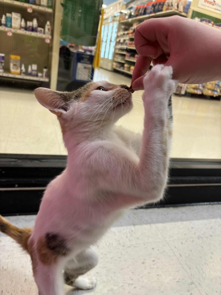 Enlarge Carmen, a Adoptable mixed breed in Grand Rapids, MI image 2/6