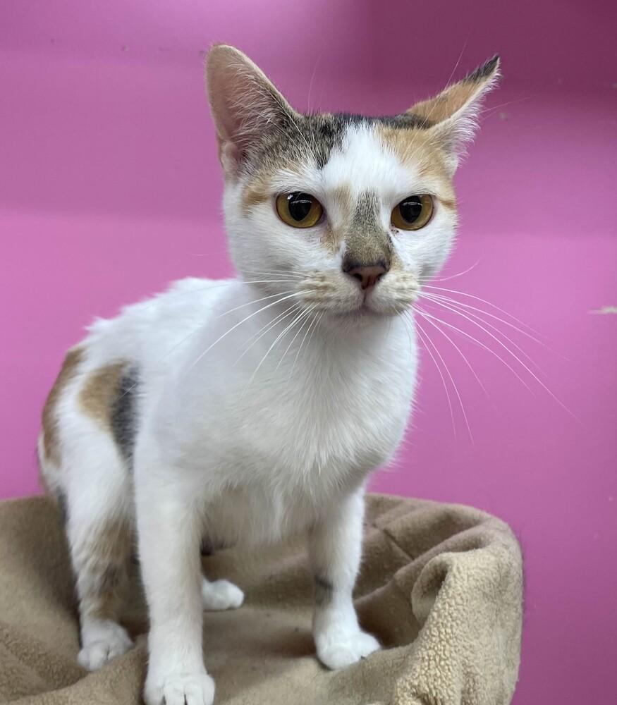 Enlarge Carmen, a Adoptable mixed breed in Grand Rapids, MI image 3/6