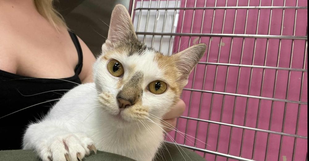 Enlarge Carmen, a Adoptable mixed breed in Grand Rapids, MI image 4/6