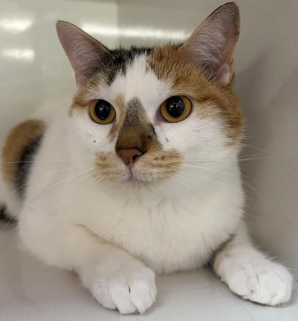 Enlarge Carmen, a Adoptable mixed breed in Grand Rapids, MI image 5/6