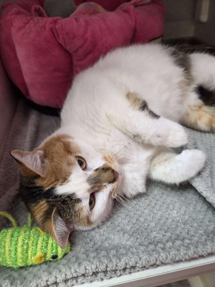 Enlarge Carmen, a Adoptable mixed breed in Grand Rapids, MI image 6/6