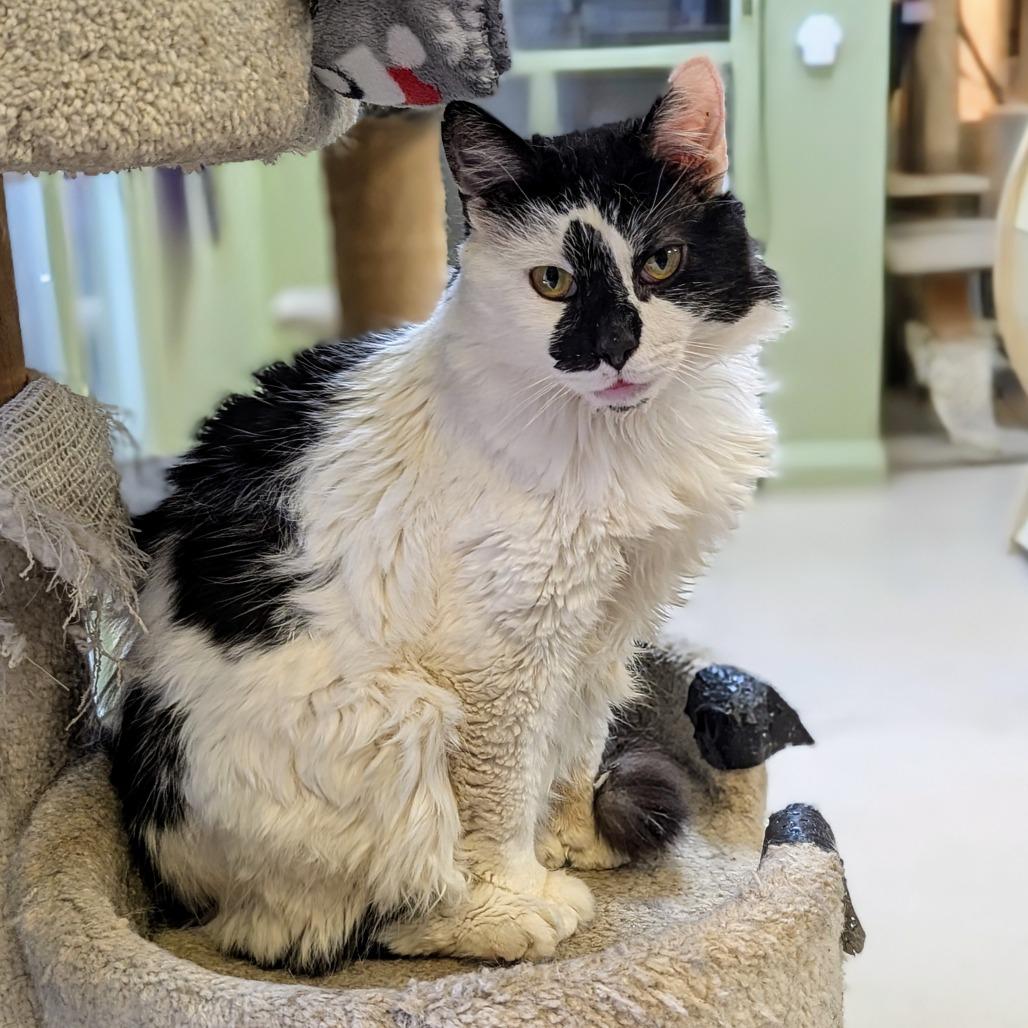 Cowboy, Adoptable, Senior Male Domestic Medium Hair.