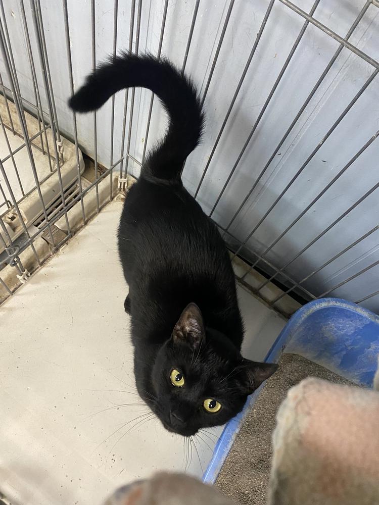 Tiffany, Adoptable, Adult Female Domestic Short Hair.