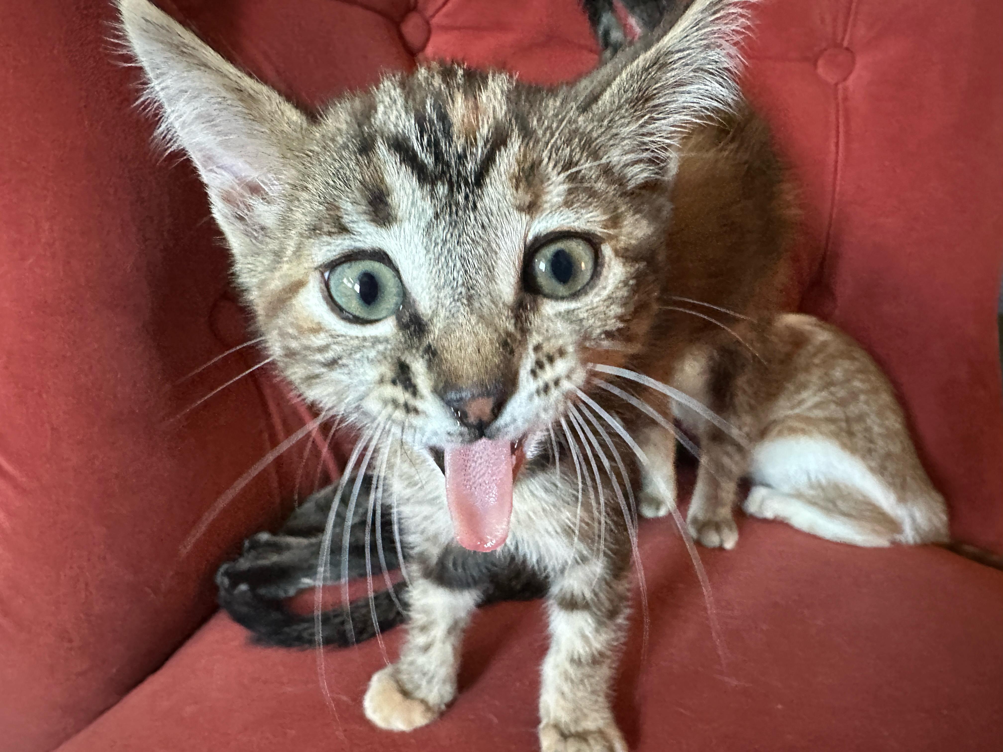 Enlarge Daisy, a ADOPTABLE Domestic Short Hair in Long Beach, CA image 3/4