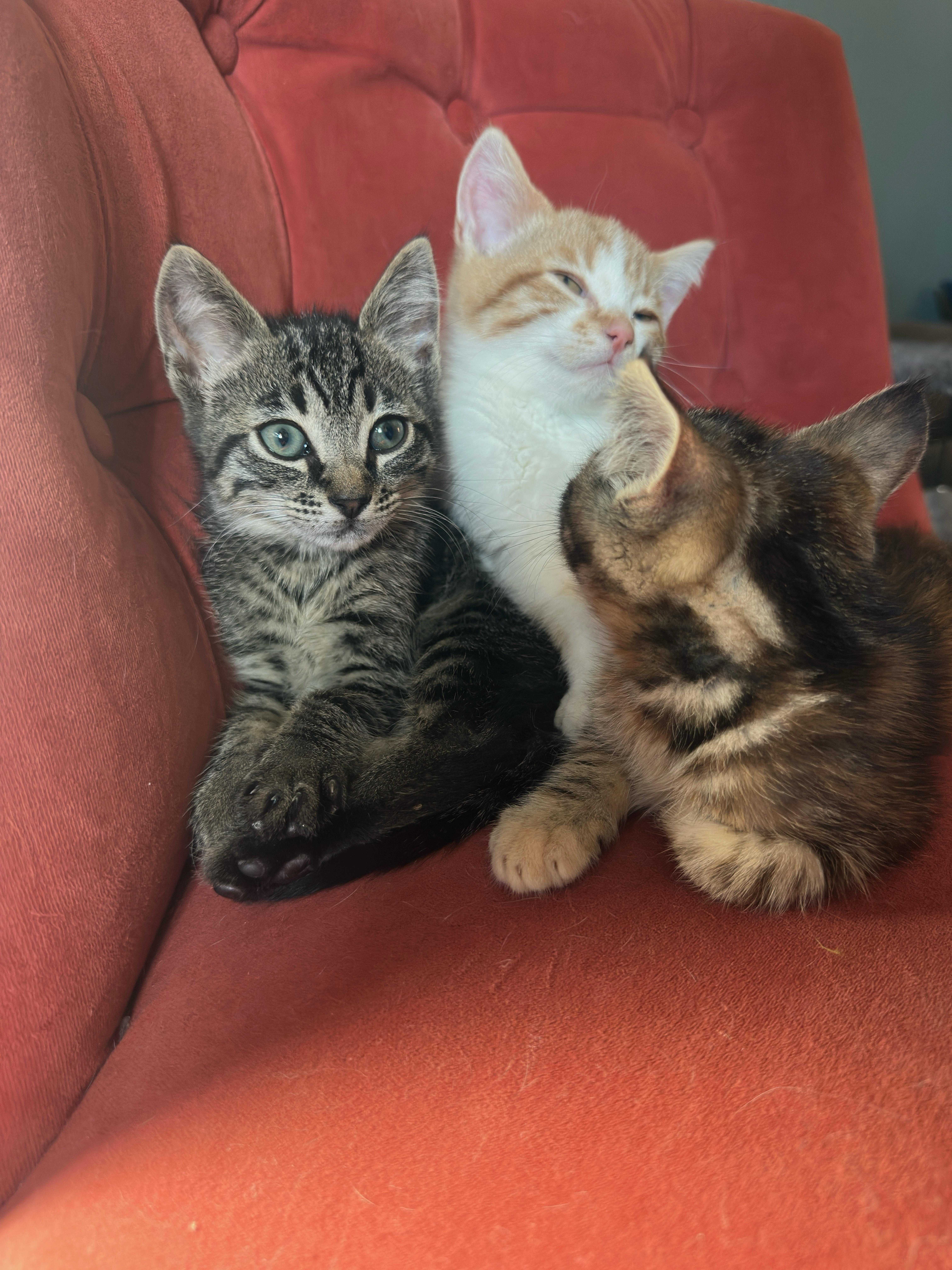 Enlarge Daisy, a ADOPTABLE Domestic Short Hair in Long Beach, CA image 2/4