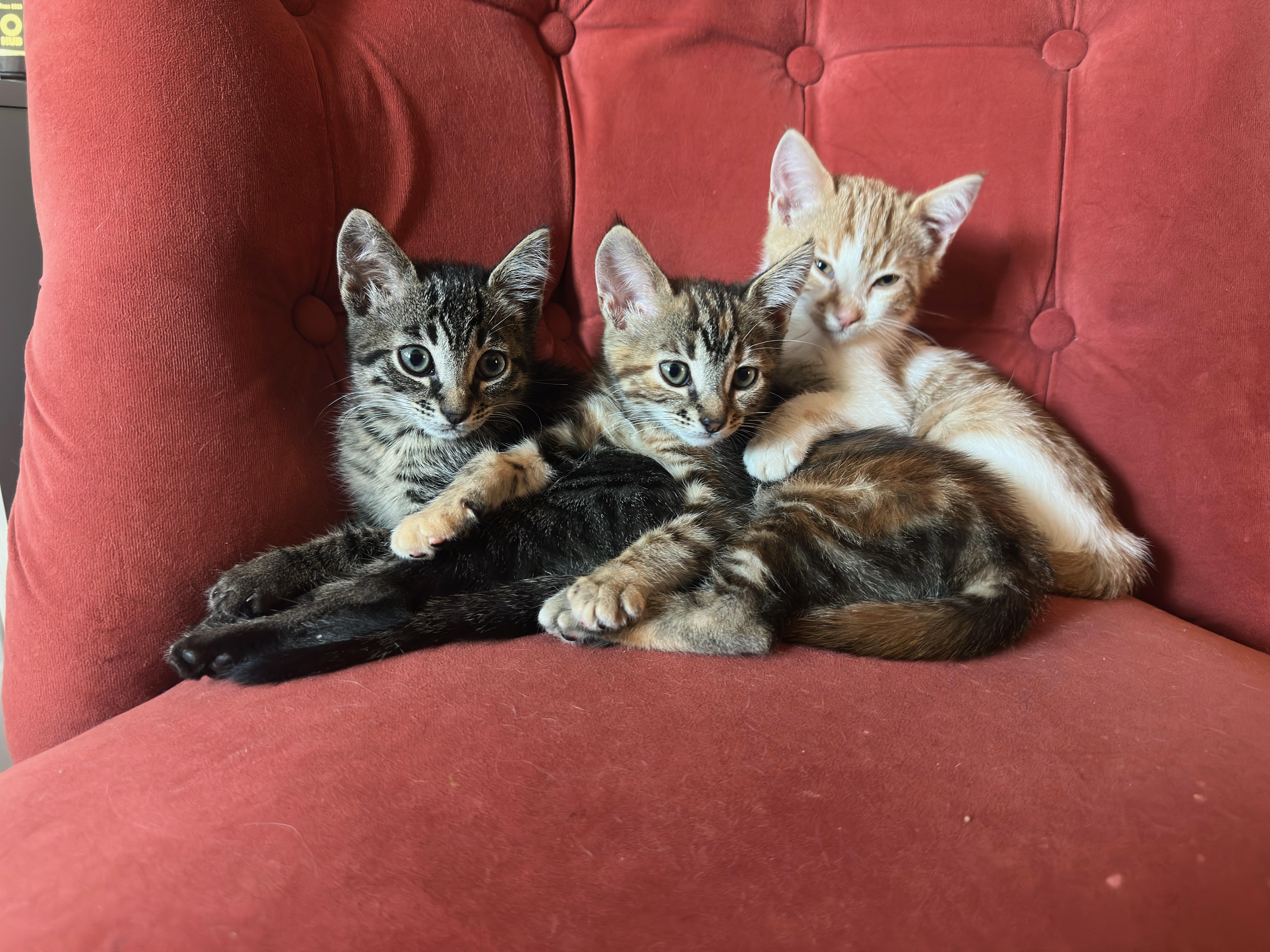 Daisy, ADOPTABLE, Kitten Female Domestic Short Hair.