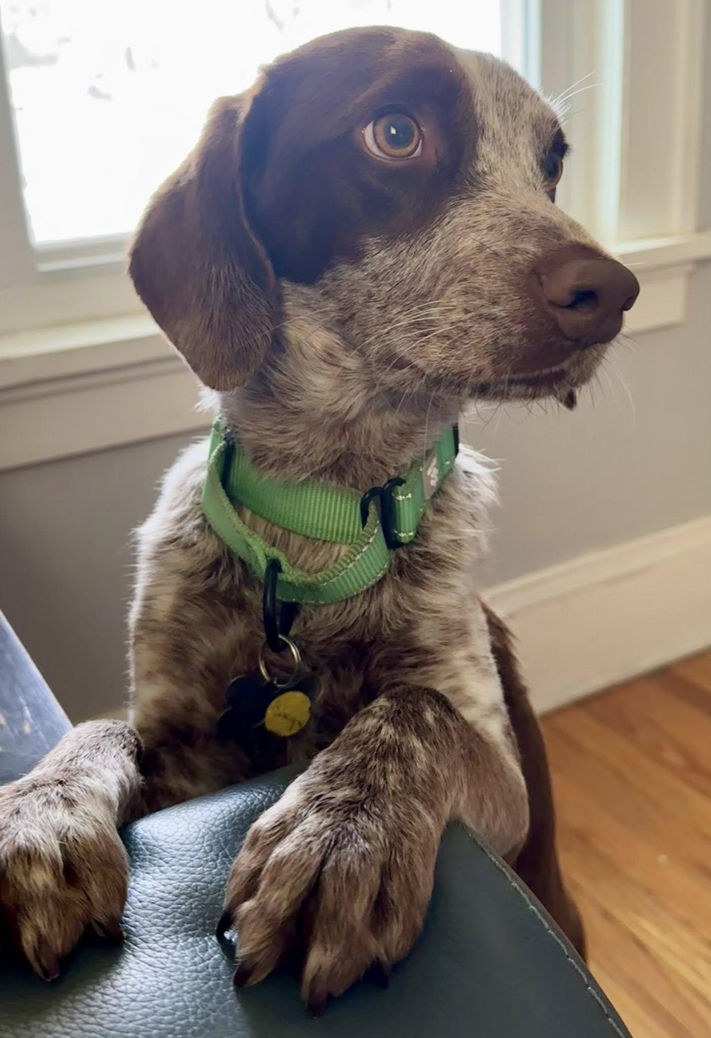 Enlarge Snoopy, an adopted Beagle in Albany, NY image 2/6
