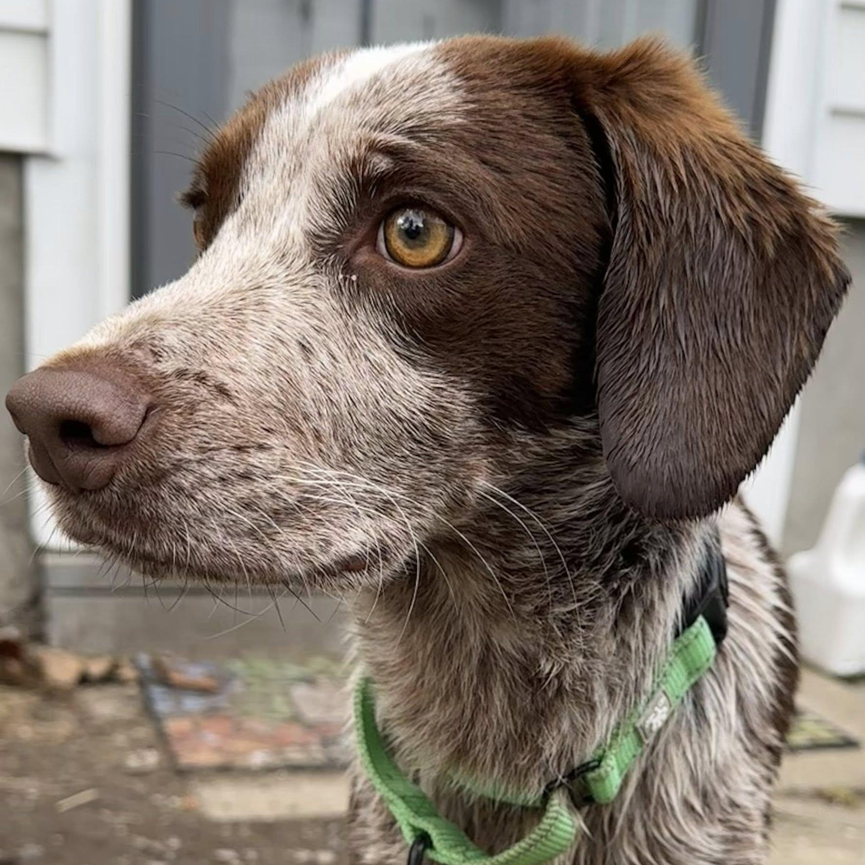 Enlarge Snoopy, an adopted Beagle in Albany, NY image 3/6
