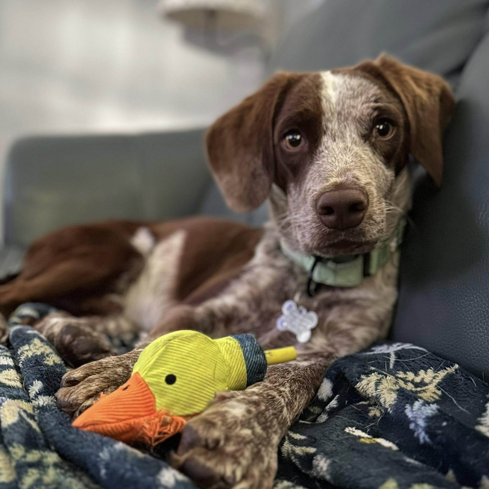 Enlarge Snoopy, an adopted Beagle in Albany, NY image 1/6
