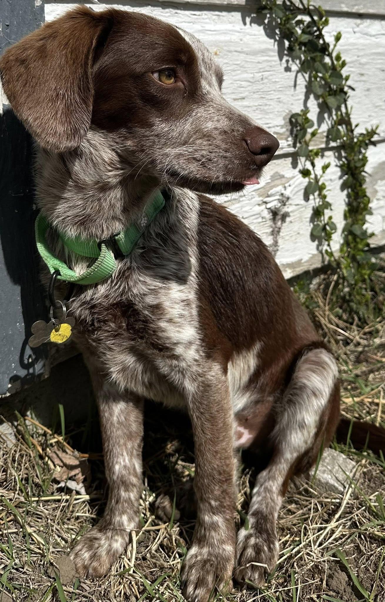 Enlarge Snoopy, an adopted Beagle in Albany, NY image 4/6