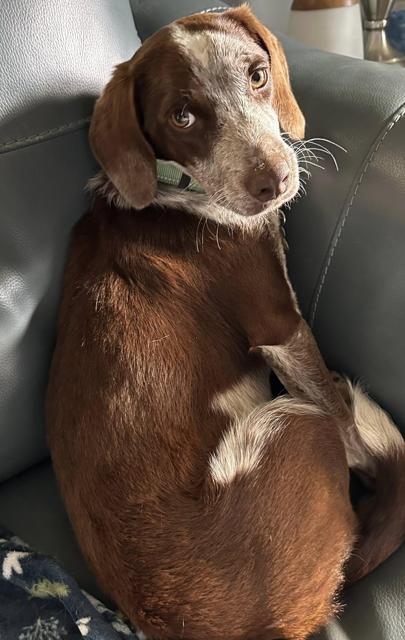 Enlarge Snoopy, an adopted Beagle in Albany, NY image 5/6