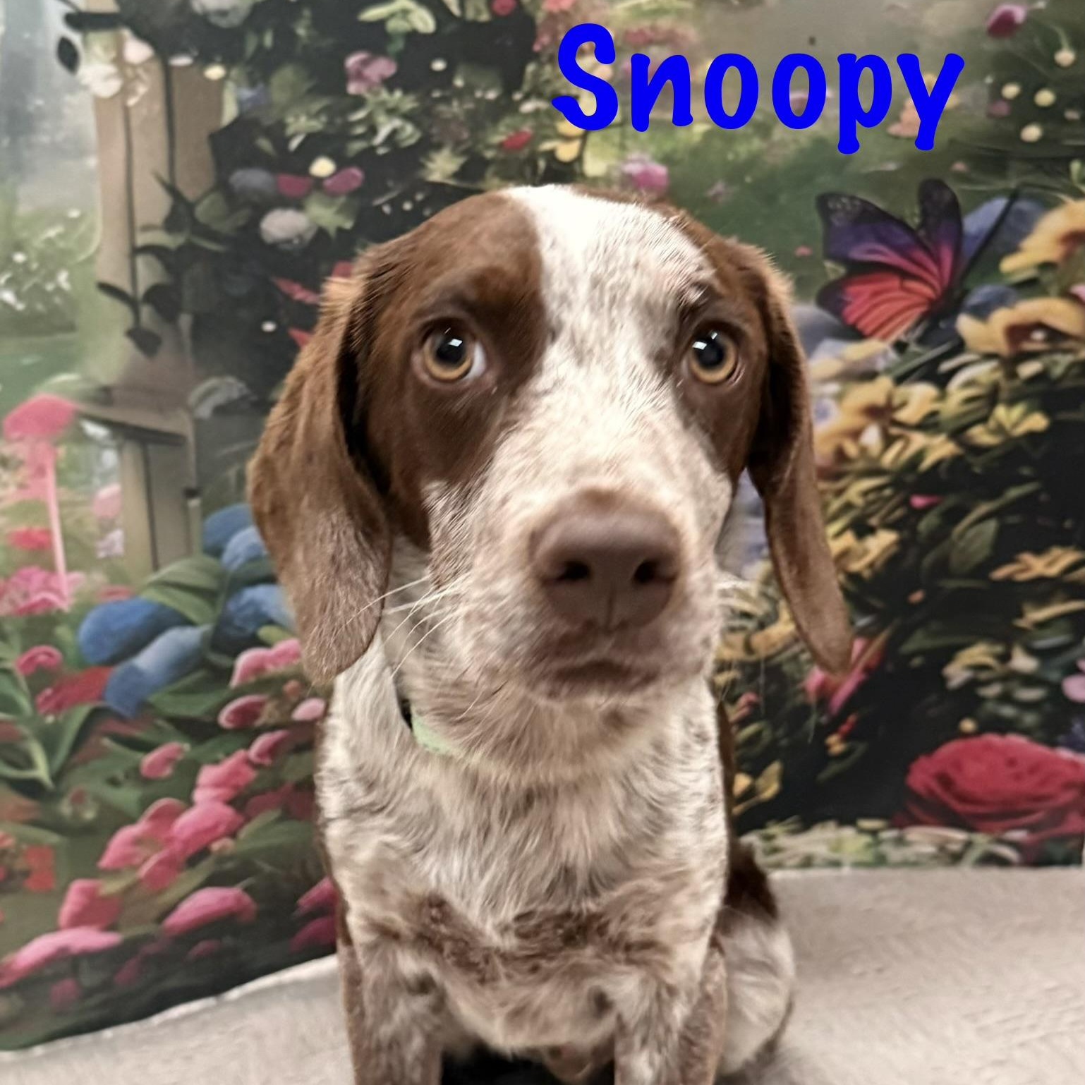 Enlarge Snoopy, an adopted Beagle in Albany, NY image 6/6