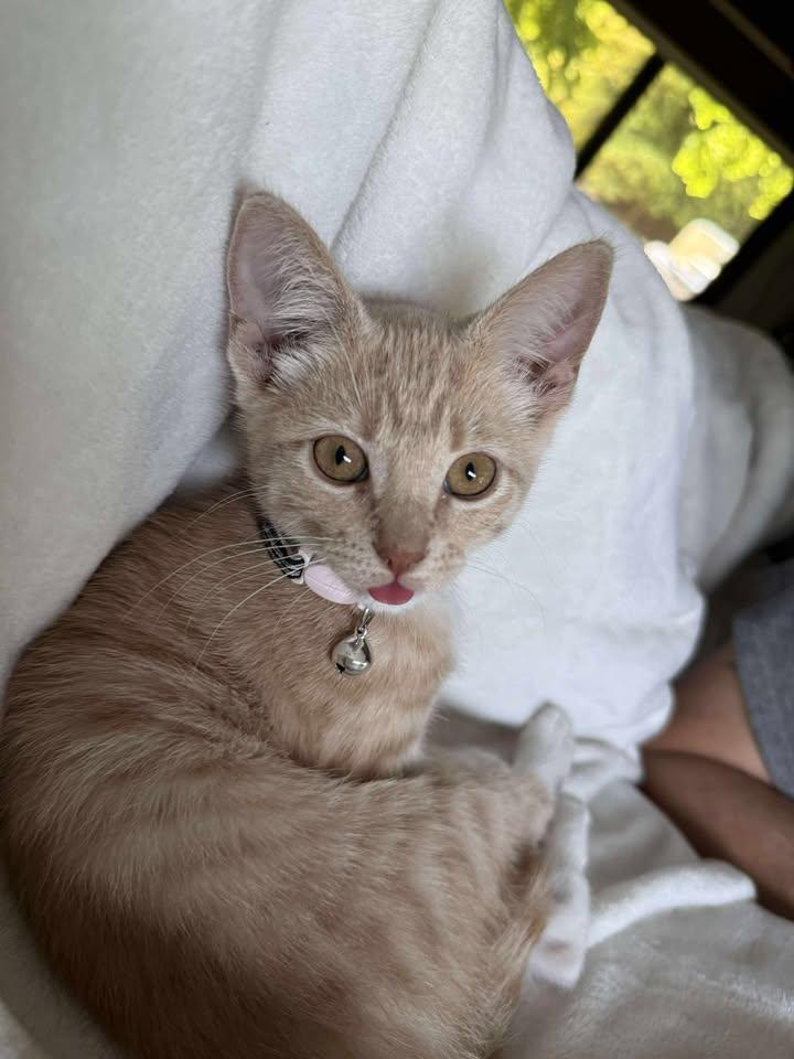 Scotch, adopted, Kitten Female Domestic Short Hair.