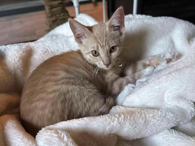 Enlarge Scotch, an adopted Domestic Short Hair in College Station, TX image 2/3